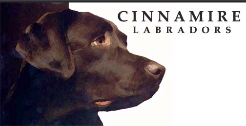 Cinnamire Labradors